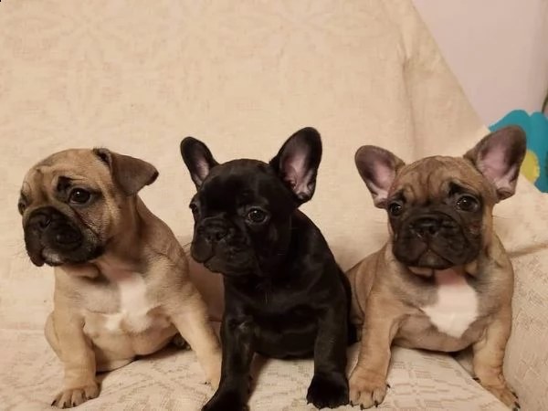 bulldog francese mini/ bulldog francese mini/bulldog francese mini