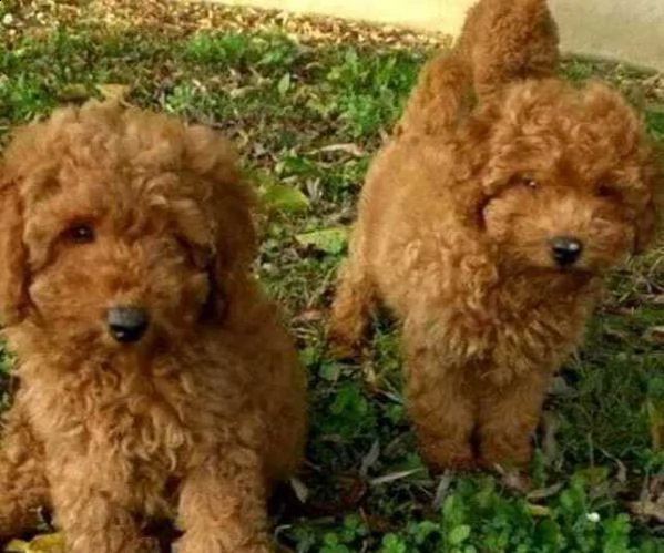 barboncino toy red bellissimi cani di 75 giorni
