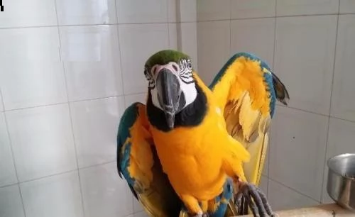 disponibili coppia di ara ararauna pappagalli | Foto 2