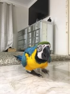 disponibili coppia di ara ararauna pappagalli | Foto 1