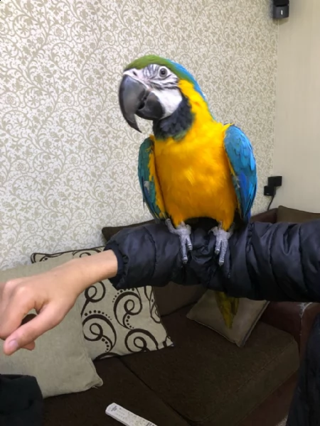 disponibili coppia di ara ararauna pappagalli | Foto 0