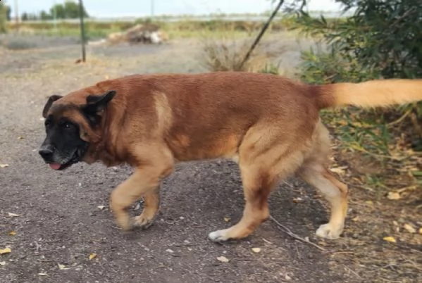 tyson cerca adozione | Foto 0