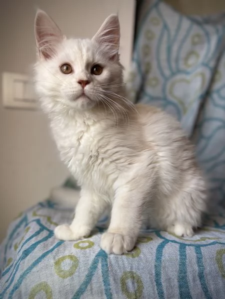 Splendido cucciolo di Maine Coon | Foto 1