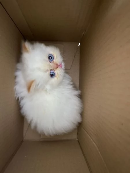 gattino persiano disponibile | Foto 0