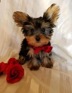cucciolo maschio yorkshire terrier toy puro 3 mesi