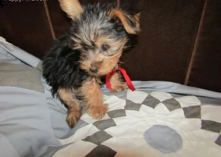 cucciolo maschio yorkshire terrier toy puro 3 mesi | Foto 0