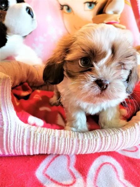 vendita cucciolo shitzu cuccioli di 3 mesi | Foto 2