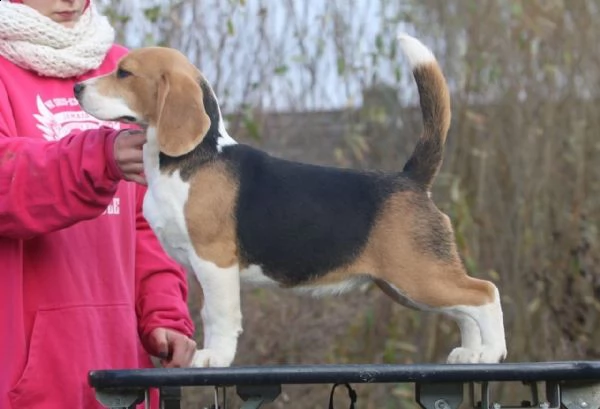 cuccioli beagle tricolore