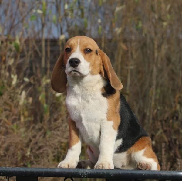 cuccioli beagle tricolore | Foto 0
