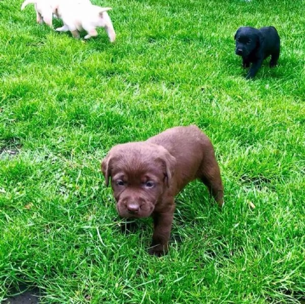 simpatici cuccioli di labrador retriever disponibili | Foto 2