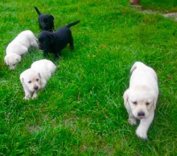 simpatici cuccioli di labrador retriever disponibili | Foto 1