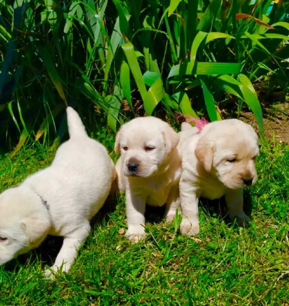 simpatici cuccioli di labrador retriever disponibili | Foto 0