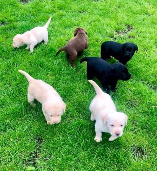 simpatici cuccioli di labrador retriever disponibili
