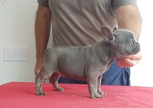 cuccioli di bouledogue francese | Foto 0