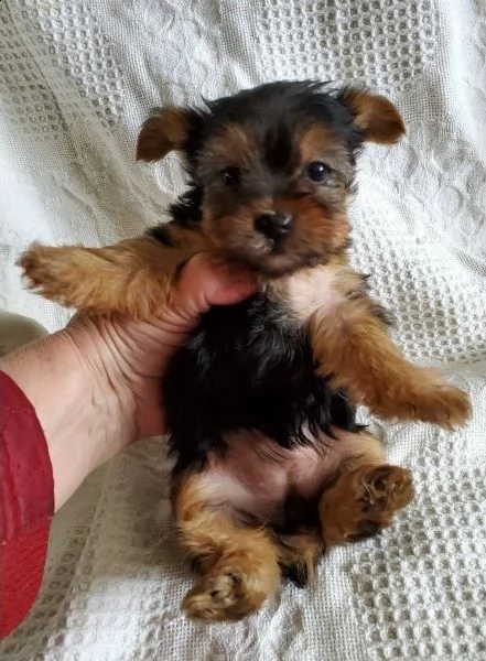fantastici cuccioli yorkshire | Foto 0