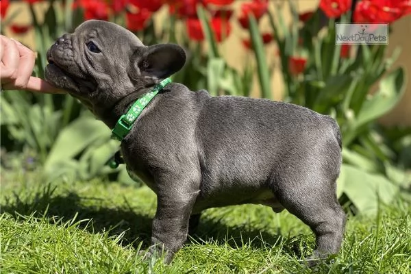 eccezionale bulldog francese | Foto 1