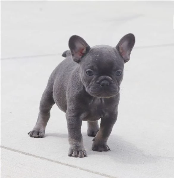 eccezionale bulldog francese | Foto 0