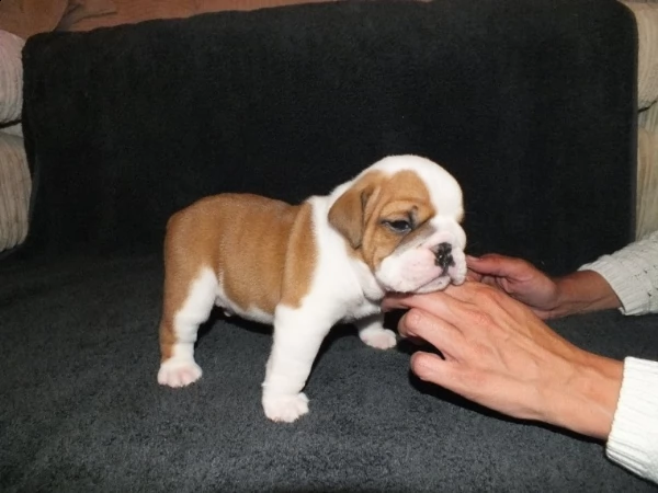 cuccioli bulldog inglese maschi femmine alta genealogia | Foto 1