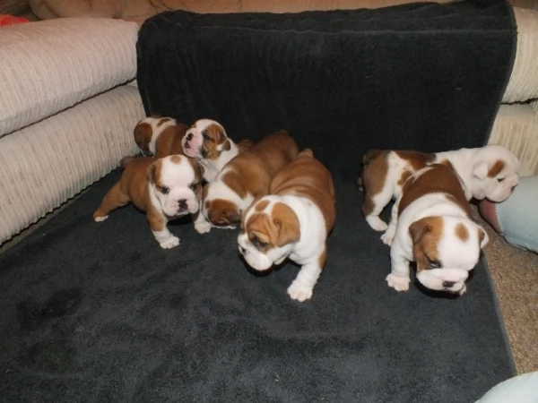 cuccioli bulldog inglese maschi femmine alta genealogia