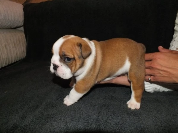 cuccioli bulldog inglese maschi femmine alta genealogia | Foto 0