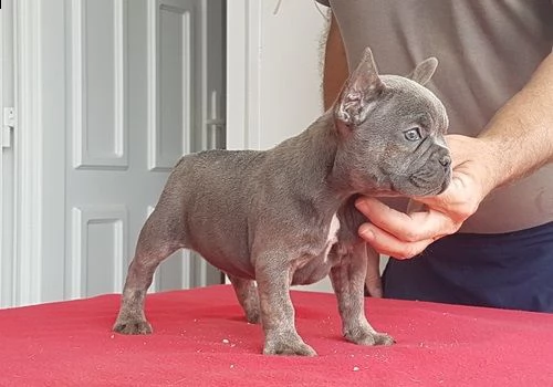 splendidi cuccioli di bulldog francese | Foto 2