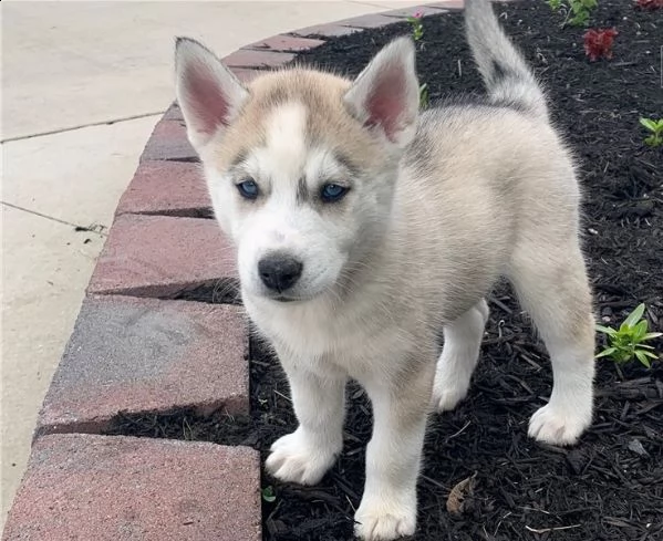 cuccioli siberian husky occhi blu | Foto 0