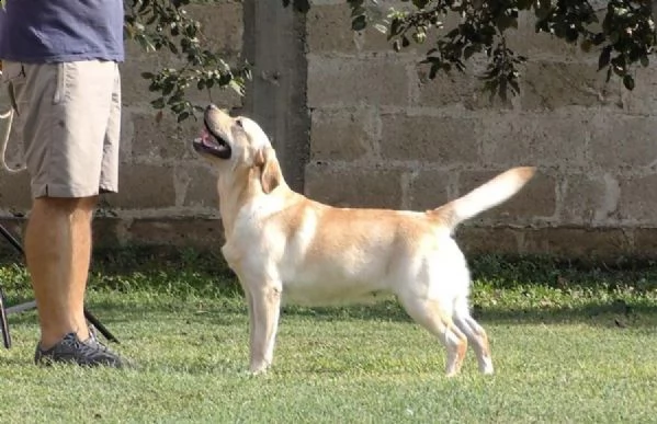 cuccioli labrador neri / miele maschi / femmine | Foto 2