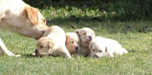 cuccioli labrador neri / miele maschi / femmine | Foto 1