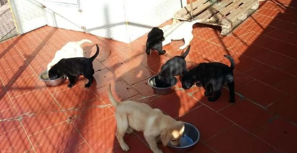cuccioli labrador neri / miele maschi / femmine | Foto 0