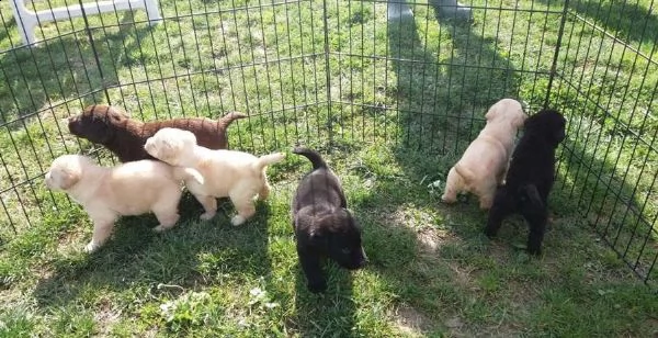 cuccioli labrador neri / miele maschi / femmine