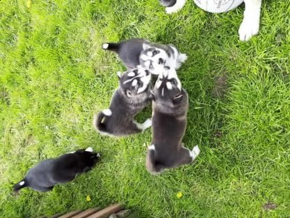 siberian husky occhi color ghiaccio stupendi | Foto 1