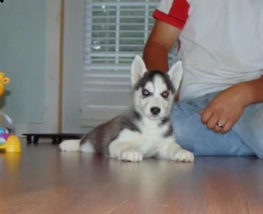 siberian husky occhi color ghiaccio stupendi | Foto 0