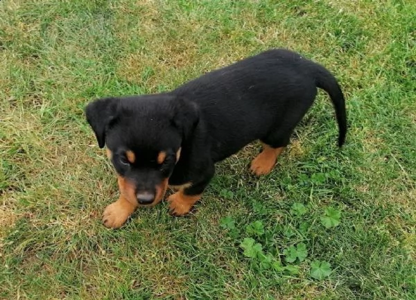 strepitosi cuccioli rottweiler alta genealogia | Foto 2