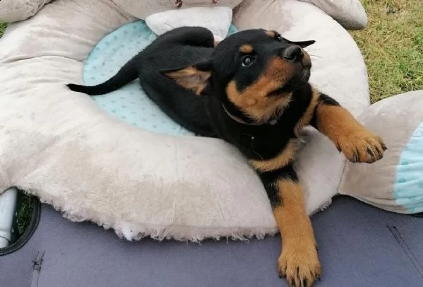 strepitosi cuccioli rottweiler alta genealogia | Foto 1