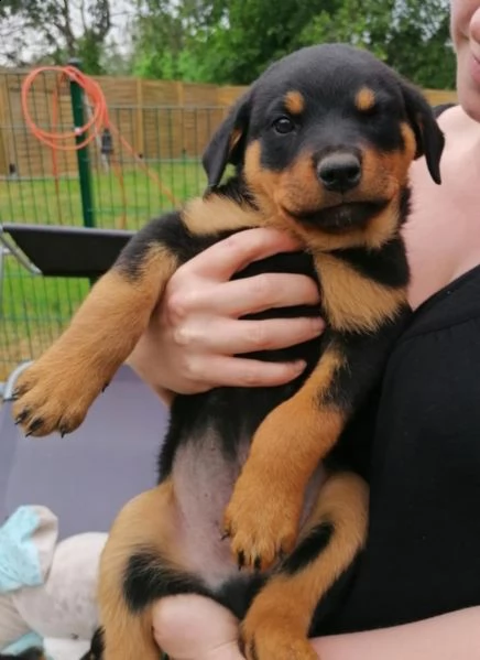 strepitosi cuccioli rottweiler alta genealogia | Foto 0