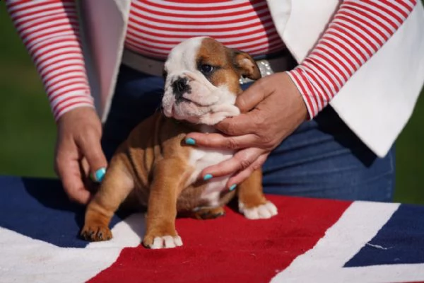 cuccioli bulldog inglese con pedigree | Foto 2