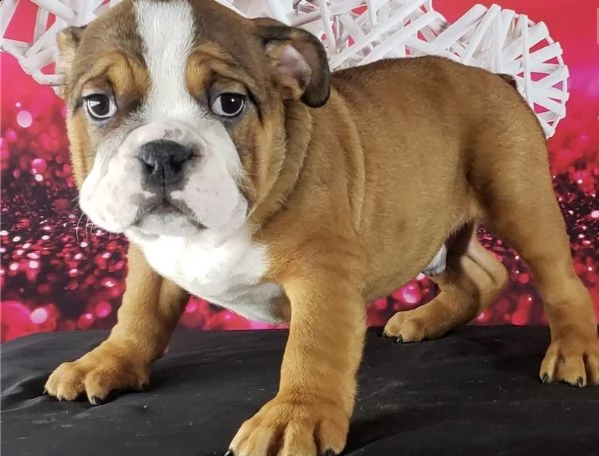 cuccioli bulldog inglese con pedigree