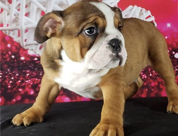 cuccioli bulldog inglese con pedigree | Foto 1