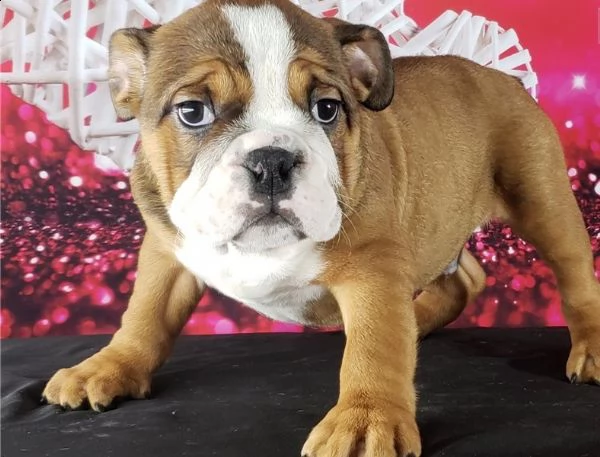cuccioli bulldog inglese con pedigree | Foto 0