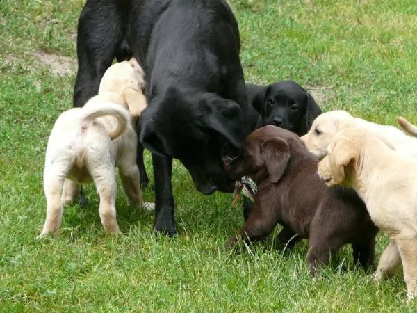 cucciolata di labrador retriver con pedigree enci | Foto 2
