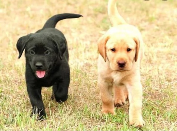 cucciolata di labrador retriver con pedigree enci