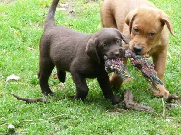 cucciolata di labrador retriver con pedigree enci | Foto 1