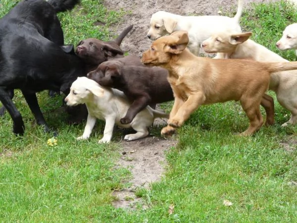 cucciolata di labrador retriver con pedigree enci | Foto 0
