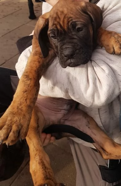 disponibile cucciola di boxer