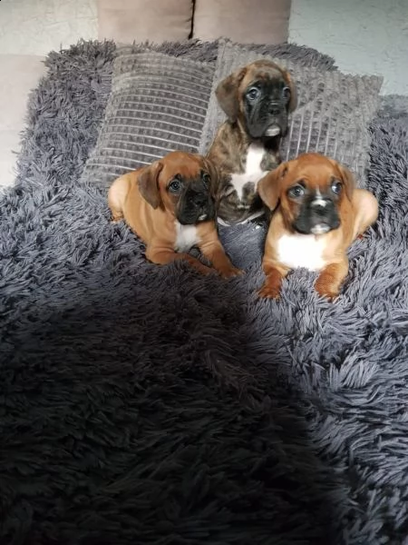 disponibile cucciola di boxer | Foto 2