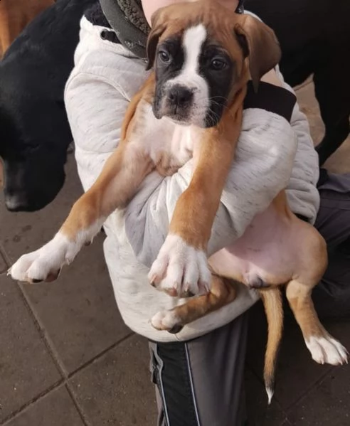 disponibile cucciola di boxer | Foto 1