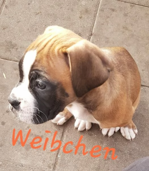 disponibile cucciola di boxer | Foto 0