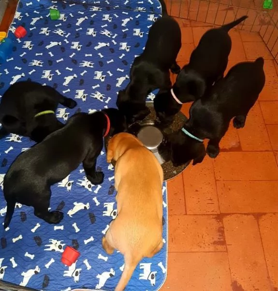 cucciolata labrador retriever
