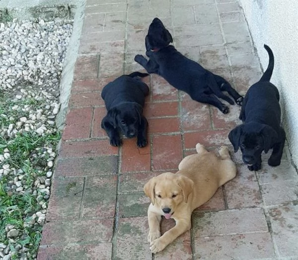 cuccioli di labrador retriever | Foto 2