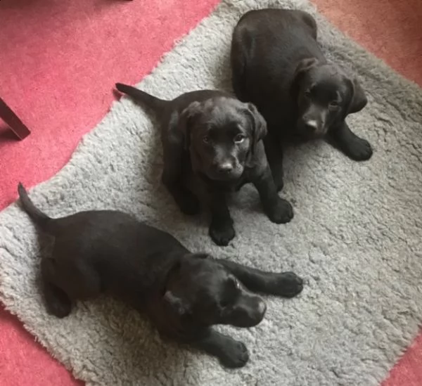 cuccioli di labrador retriever